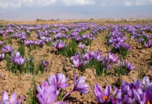 شهرستان رباط کریم