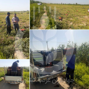 مزارع گوجه دشت آزادگان